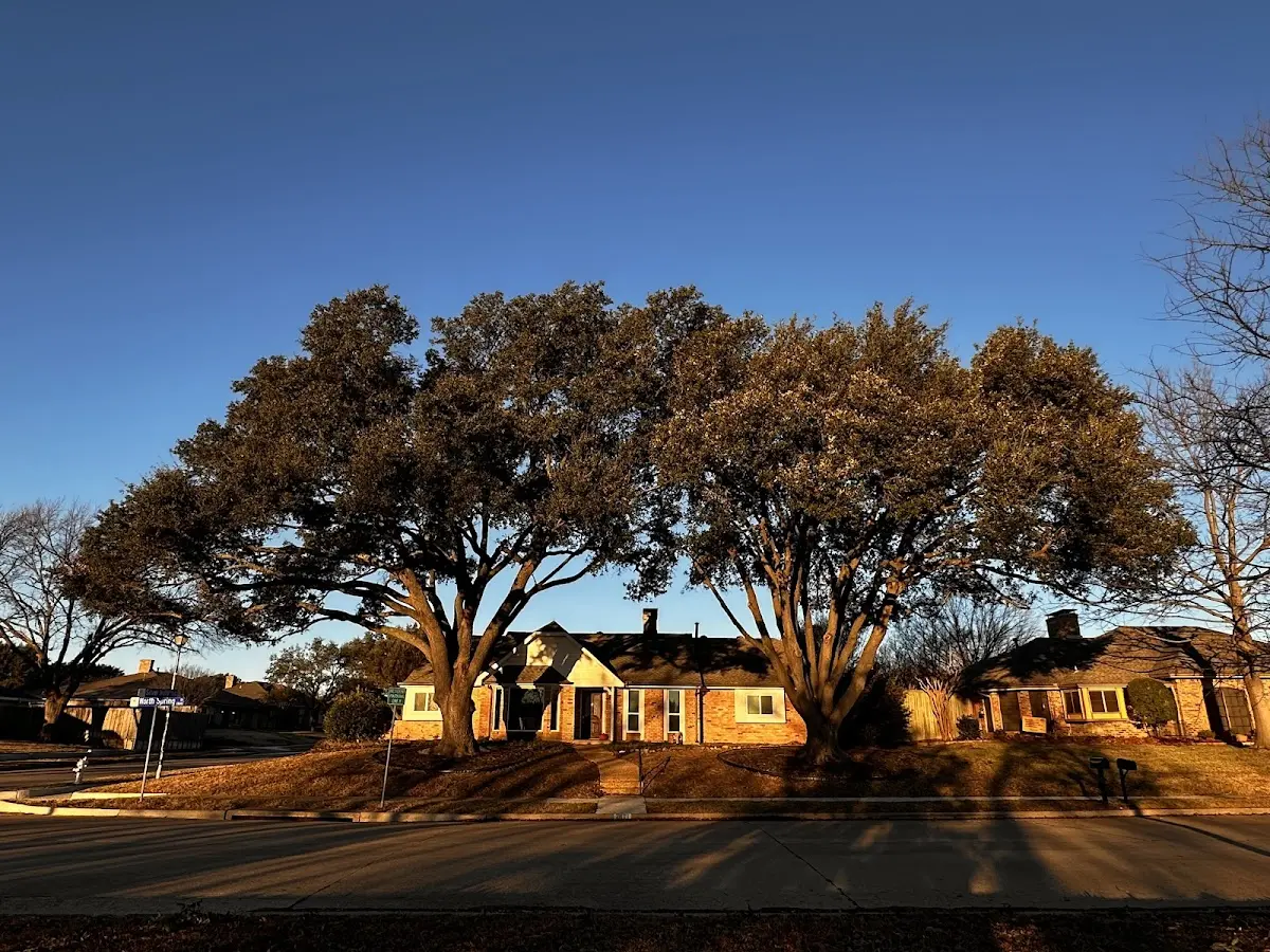 Established residential canopy tree shading a home in Irwin